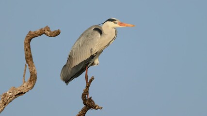Wall Mural - A grey heron (Ardea cinerea) perched on a tree against a blue sky, Kruger National Park, South Africa