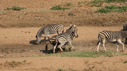 Wall Mural - Two plains zebra stallions (Equus burchelli) fighting for dominance, Kruger National Park, South Africa