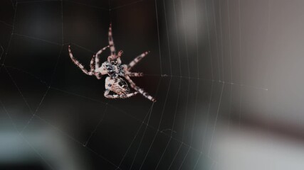 Close up of a spider sitting in its web, showing intricate details of its body and fine silk threads