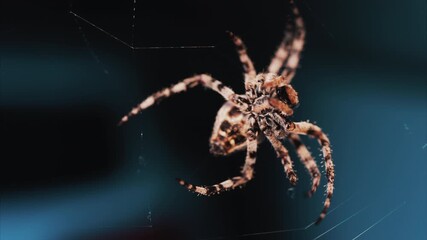 Close up of a spider sitting in its web, showing intricate details of its body and fine silk threads