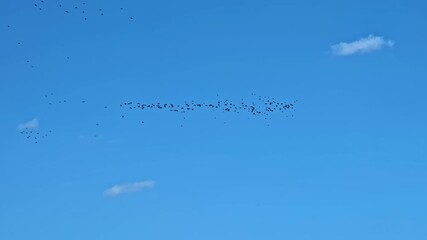 Wall Mural - Birds fly together across vivid blue sky, creating dynamic patterns and natural motion.