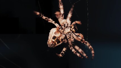 Close up of a spider sitting in its web, showing intricate details of its body and fine silk threads