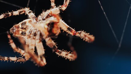 Close up of a spider sitting in its web, showing intricate details of its body and fine silk threads