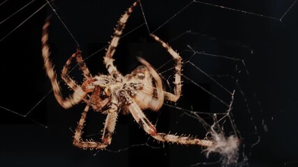 Close up of a spider sitting in its web, showing intricate details of its body and fine silk threads