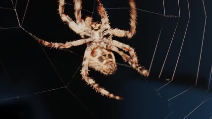 Close up of a spider sitting in its web, showing intricate details of its body and fine silk threads