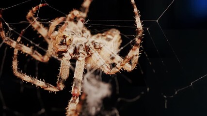 Close up of a spider sitting in its web, showing intricate details of its body and fine silk threads