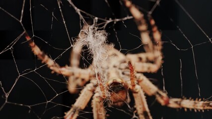 Close up of a spider sitting in its web, showing intricate details of its body and fine silk threads