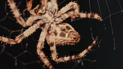 Close up of a spider sitting in its web, showing intricate details of its body and fine silk threads