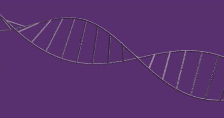 Wall Mural - Curving gray stylized DNA helix spanning full width on solid purple background, vector graphic