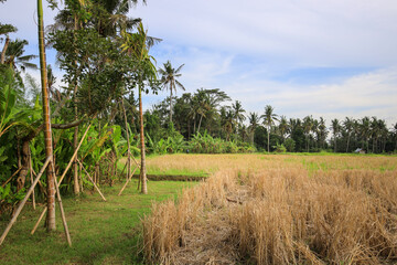 Wall Mural - Field of dry grass with a few trees in the background