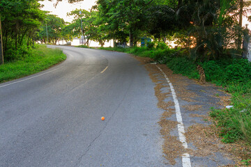 Wall Mural - Road with a white line on the side and a tree in the background