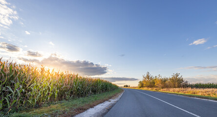 Wall Mural - Road with a field of corn in the background