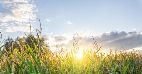 Wall Mural - Field of corn is in the foreground with a bright sun in the background