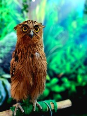 Buffy Fish Owl. Scientific name: Ketupa Ketupu. Known as Beluk Ketupa in Indonesia. With sharp eyes, it observes its surroundings.