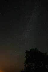 Wall Mural - Breathtaking view of a starlit sky at night over the silhouette of trees and foliage below.