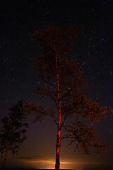 Wall Mural - A tree with a glowing trunk is lit up by the moon and stars. The tree is surrounded by other trees