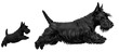 © catocala - An adult Scottish Terrier and its puppy are joyfully jumping in a bright area. Their playful antics highlight the bond between them in a lively display of energy and companionship.