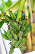 © Mironov - Fresh green bananas growing on a tropical banana plant in a sunny garden setting