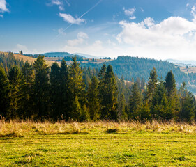 Wall Mural - rural area of carpathian mountains in autumn. wonderful highland of ukraine in morning light observed from the hillside. meadows on rolling hills near spruce forest. transcarpathia travel destination