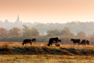 Wall Mural - beautiful view of autumn countryside landscape in carpathian mountains. rural scene with cows grazing on meadow in frost. village behind trees with church on a hill in morning light under orange sky