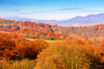Wall Mural - scenic mountain landscape in autumn. epic alpine scenery of carpathians with distant smooth peak under blue sky. beech forest in colorful foliage during fall season. amazing place on a sunny morning
