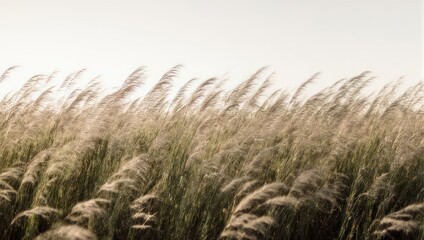 Naklejka na meble Golden feathery grass blowing in the wind, soft light, airy, dreamy composition