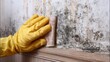 © KYR - Person Cleaning Mold from Wall with Yellow Glove and Scrubbing Brush in Home Environment, Focus on Mold Removal and Maintenance