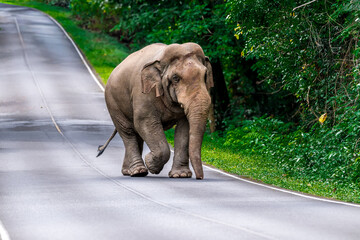 Wall Mural - Wild elephants have large bodies, a large, fat body, and a long trunk. Elephants are herbivores.