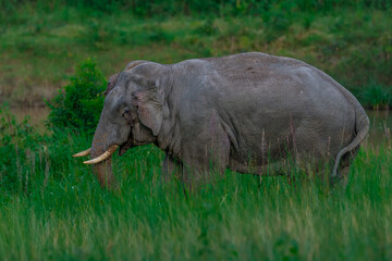 Wall Mural - Wild elephants have large bodies, a large, fat body, and a long trunk. Elephants are herbivores.