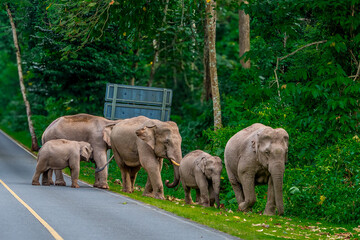 Wall Mural - Wild elephants have large bodies, a large, fat body, and a long trunk. Elephants are herbivores.