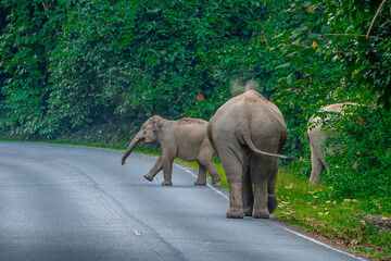 Wall Mural - Wild elephants have large bodies, a large, fat body, and a long trunk. Elephants are herbivores.