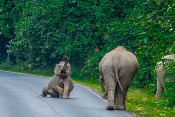 Wall Mural - Wild elephants have large bodies, a large, fat body, and a long trunk. Elephants are herbivores.
