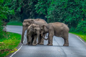 Wall Mural - Wild elephants have large bodies, a large, fat body, and a long trunk. Elephants are herbivores.