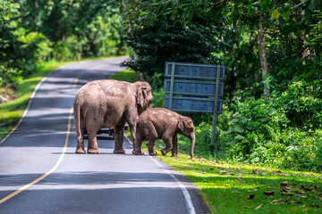 Wall Mural - Wild elephants have large bodies, a large, fat body, and a long trunk. Elephants are herbivores.