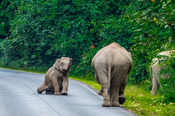Wall Mural - Wild elephants have large bodies, a large, fat body, and a long trunk. Elephants are herbivores.