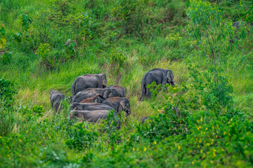 Wall Mural - Wild elephants have large bodies, a large, fat body, and a long trunk. Elephants are herbivores.