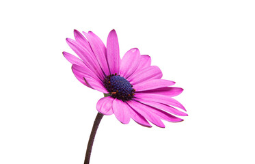 Wall Mural - Beautiful Osteospermum flower isolated