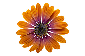 Wall Mural - Beautiful Osteospermum flower isolated