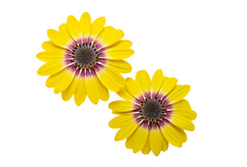 Wall Mural - Beautiful Osteospermum flower isolated