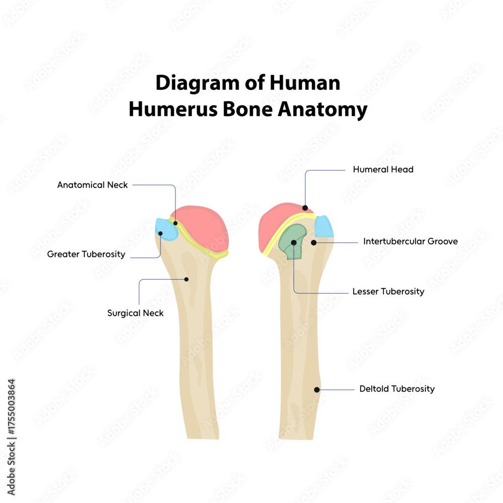 Diagram of Human Humerus Bone Anatomy Stock Vector | Adobe Stock