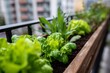 © Vagner Castro - Urban balcony garden with vegetables, close-up of green growth in city space, fresh and alive.