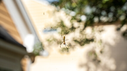 Joro spider, native to East Asia, an invasive species known for its large size but poses no harm to humans. Its dense webs can interfere with tree ventilation and local ecosystems. Reproduce quickly