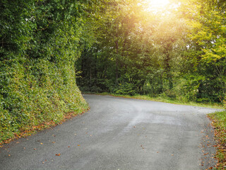 Wall Mural - A narrow country road without road markings and with a trees on the side of it. The road is empty and the sun is shining.