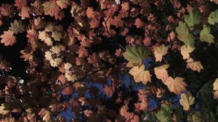 Wall Mural - Detail scenic, camera spinning slowly under trees with beautiful fall color leaves.