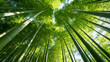 © kang - Bamboo forest from below