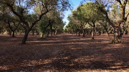 Wall Mural - Olive tree plantation, aerial low altitude flying view
