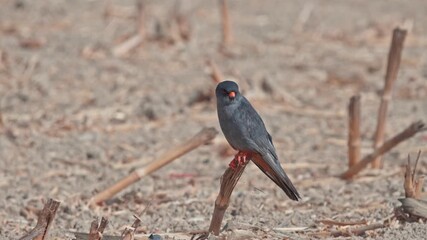 Wall Mural - A red-footed falcon perched on a branch in a field, looking around in search of prey.