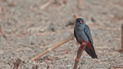 Wall Mural - A red-footed falcon perched on a branch in a field, looking around in search of prey.