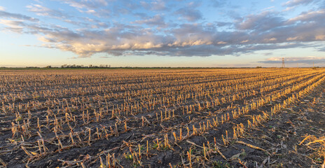 Wall Mural - Field of dry, brown crops with a cloudy sky in the background