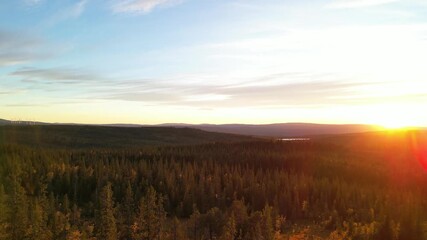 Wall Mural - Golden sunset casting warm light over a pine forest in autumn.